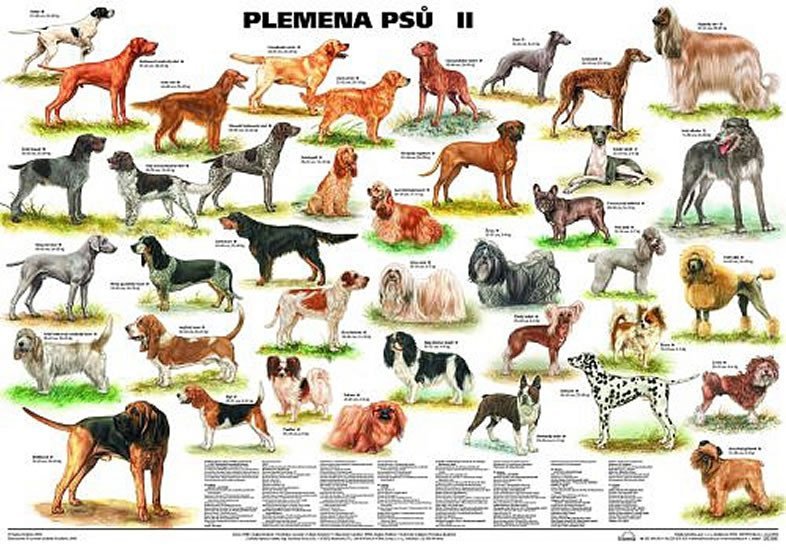 Levně Plakát - Plemena psů II