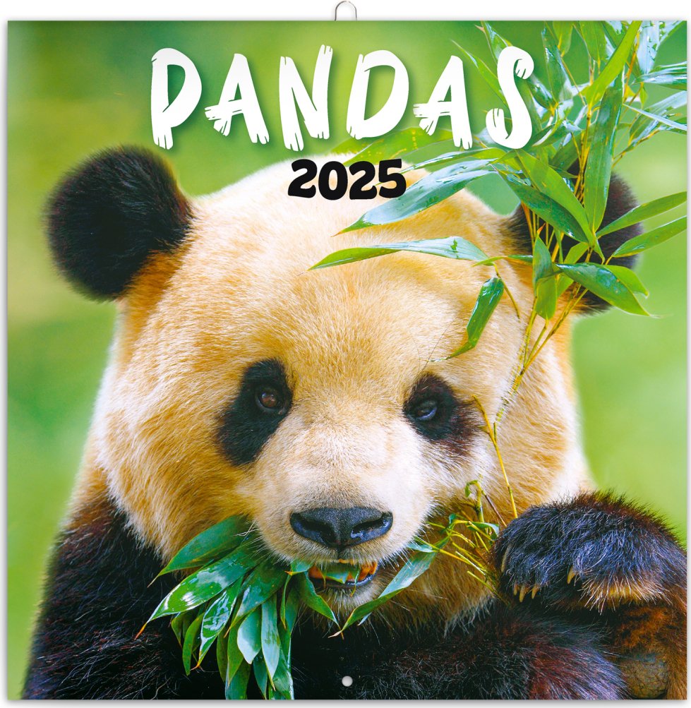 Levně NOTIQUE Poznámkový kalendář Pandy 2025, 30 x 30 cm