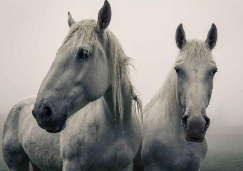 Levně Pohlednice 3D - White horses