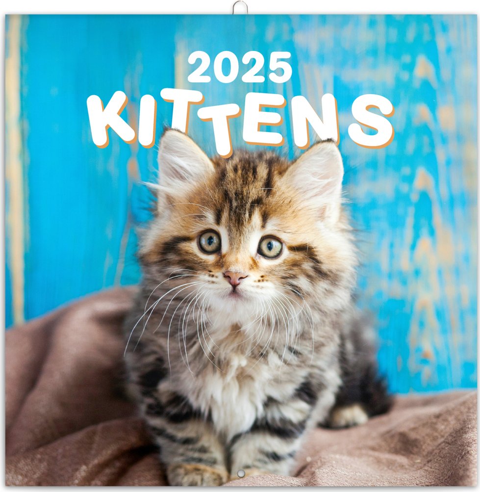 Levně Kalendář 2025 poznámkový: Koťata, 30 × 30 cm