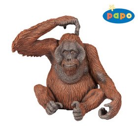 Levně Orangutang