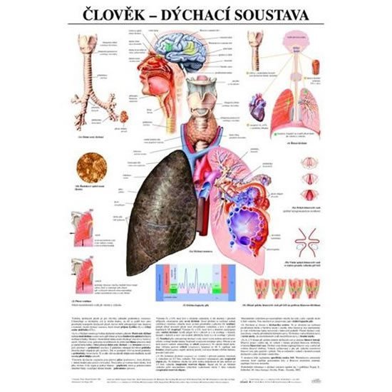 Levně Plakát - Člověk - dýchací soustava